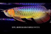 金龙鱼费用为什么那么贵，金龙鱼为什么便宜了