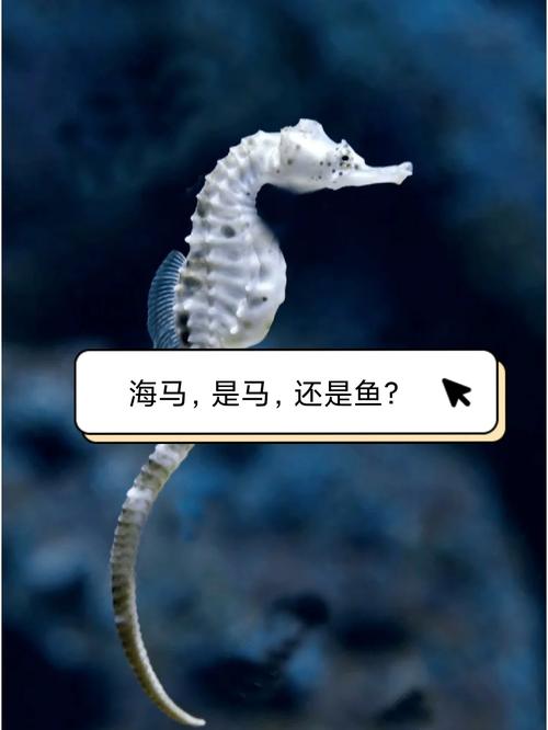 中药海马的费用是多少，中药海马有什么功效的市场费用  第2张