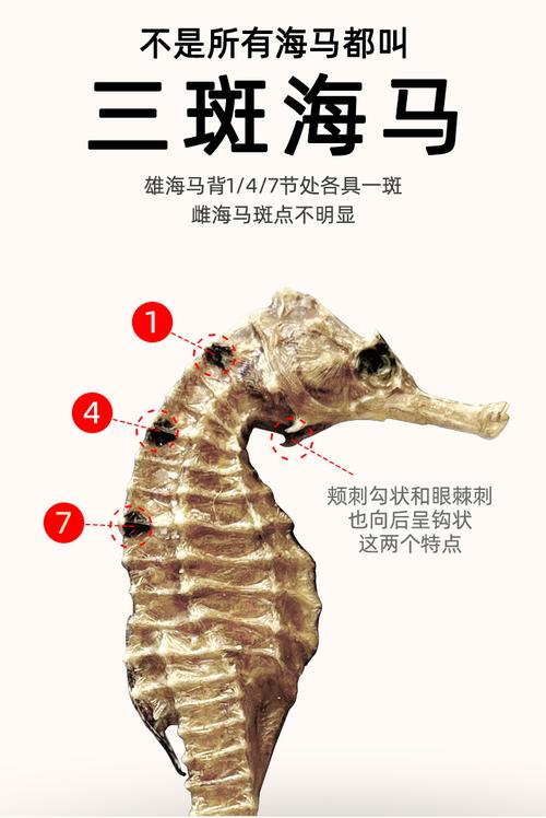 中药海马的费用是多少，中药海马有什么功效的市场费用  第7张
