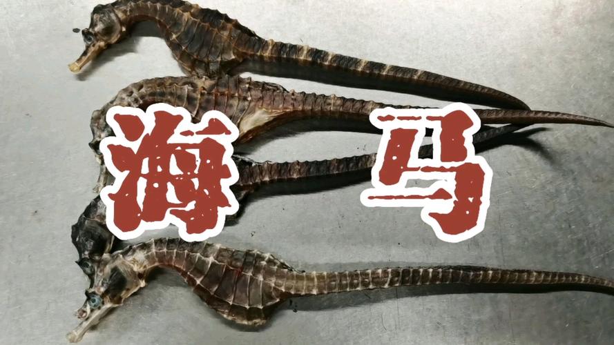 中药海马的费用是多少，中药海马有什么功效的市场费用  第8张