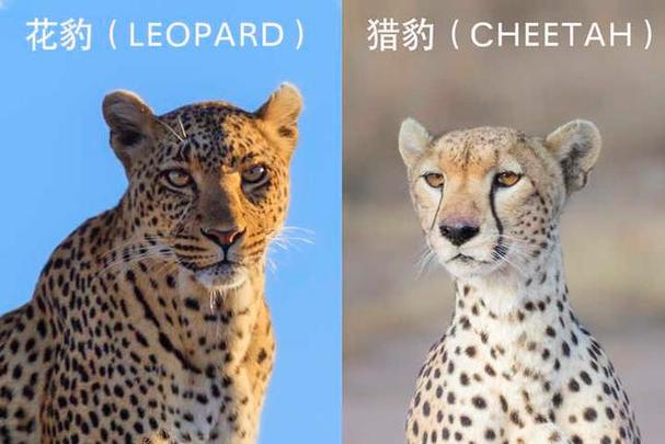 猎豹和花豹哪个厉害，花豹和猎豹那个厉害？  第2张