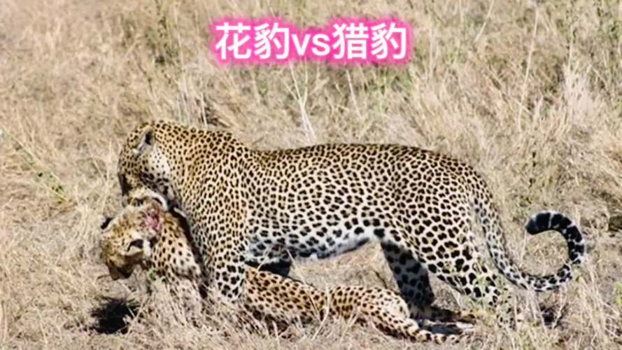 猎豹和花豹哪个厉害，花豹和猎豹那个厉害？  第3张