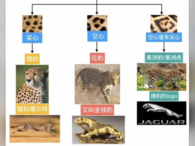 猎豹和花豹哪个厉害，花豹和猎豹那个厉害？  第6张