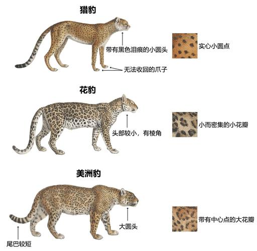 猎豹和花豹哪个厉害，花豹和猎豹那个厉害？  第7张