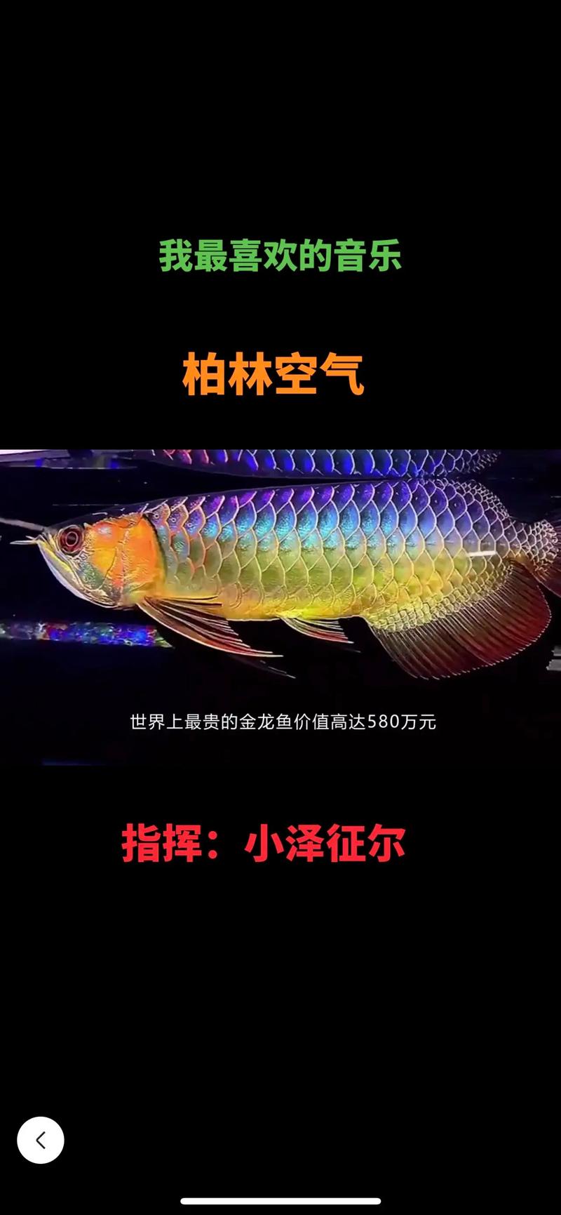 金龙鱼费用为什么那么贵，金龙鱼为什么便宜了  第1张